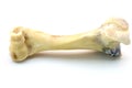 Femur bone of cow isolated on a white background