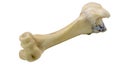 Femur bone of cow isolated on a white background