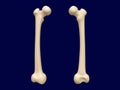 Femur bone Royalty Free Stock Photo