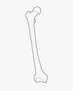 Femur bone 7