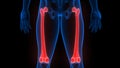 Femur Bone Joints of Human Skeleton System Anatomy X-ray 3D rendering Royalty Free Stock Photo