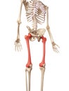 The femur bone Royalty Free Stock Photo