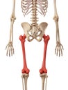 The femur bone Royalty Free Stock Photo