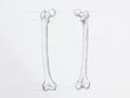 Femur bone pencil drawing Royalty Free Stock Photo