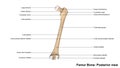 Femur bone Posterior view