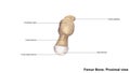 Femur bone Proximal view