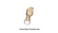 Femur bone Proximal view