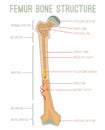 Femur Bone Structure