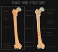 Femur Bone Structure