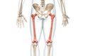 Femur bones rear view in red color with body 3D rendering illustration isolated on white with copy space. Human skeleton and leg Royalty Free Stock Photo