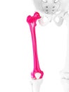 The femur Royalty Free Stock Photo