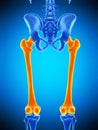 The femur Royalty Free Stock Photo