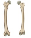 The femur or thigh bone