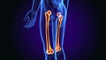 3d illustration of human body femur bone anatomy
