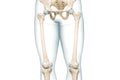 Femur or thighbone with thigh body contours front view 3D rendering illustration isolated on white with copy space. Human skeleton Royalty Free Stock Photo