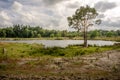 Fen landscape on a summer afternoon