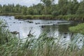 Fen in nature area Groote Peel Royalty Free Stock Photo