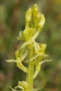 Fen Orchid