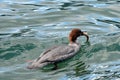 The fenale of the common merganser cought a fish