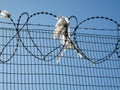 Barbed & razor wire security protection on fence