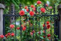 A fence adorned with a multitude of vibrant red roses growing along its length, A hidden garden full of blooming red roses behind Royalty Free Stock Photo