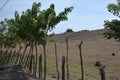 Fence along the farm with trees grown