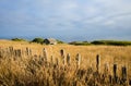 Fence along golden field with old barn Royalty Free Stock Photo