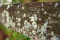 Fence board overgrown with moss