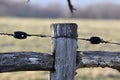 Fence for cattle, detail of electric fence and insulation element for fence wire. Wooden fencing with electric wire