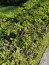 Fence chameleon sitting in the garden hedge in a garden basking in the sun