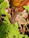 A fence chameleon sitting in the sun on a plant in a garden