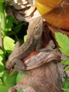 A fence chameleon sitting in the sun on a plant in a garden