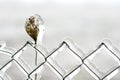 Fence Covered in Ice Royalty Free Stock Photo