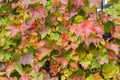 Fence covered in red, yellow and green ivy or grape autumn leaves. Fall season. Red autumn ivy leaves on the wall on an autumn day Royalty Free Stock Photo