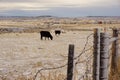 A fence and cows blurry.