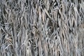 Fence of dried cane shoots. Closeup