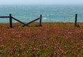 Fence runs through the Ice Plant above the ocean Royalty Free Stock Photo