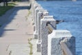 Fence of embankment of Fontanka River