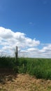 Fence on a farmland with a blue sky