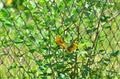 On the fence in the field a beautiful couple of Sicalis flaveola birds