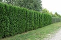A fence of green coniferous ornamental trees