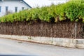 Fence and green hedge Royalty Free Stock Photo
