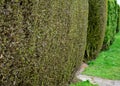 Fence green hedge trimmed in the garden yard lawn trees in row alley evergreen edge round Royalty Free Stock Photo