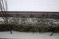 Fence green hedge trimmed in garden yard lawn trees in a row alley evergreen edge round edge. drone view of snowy fence, gate and Royalty Free Stock Photo