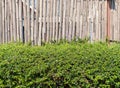 Fence green leaves with bamboo wall