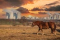 Fence and horses. Behind the fence you can see the cooling towers of the Dukovany nuclear power plant - Czech Republic, Europe. Royalty Free Stock Photo