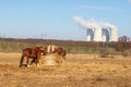 Fence and horses. Behind the fence you can see the cooling towers of the Dukovany nuclear power plant - Czech Republic, Europe. Royalty Free Stock Photo