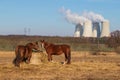 Fence and horses. Behind the fence you can see the cooling towers of the Dukovany nuclear power plant - Czech Republic, Europe. Royalty Free Stock Photo