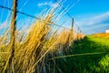 Fence line