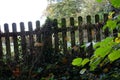 fence line in winter with brown and green leaves Royalty Free Stock Photo